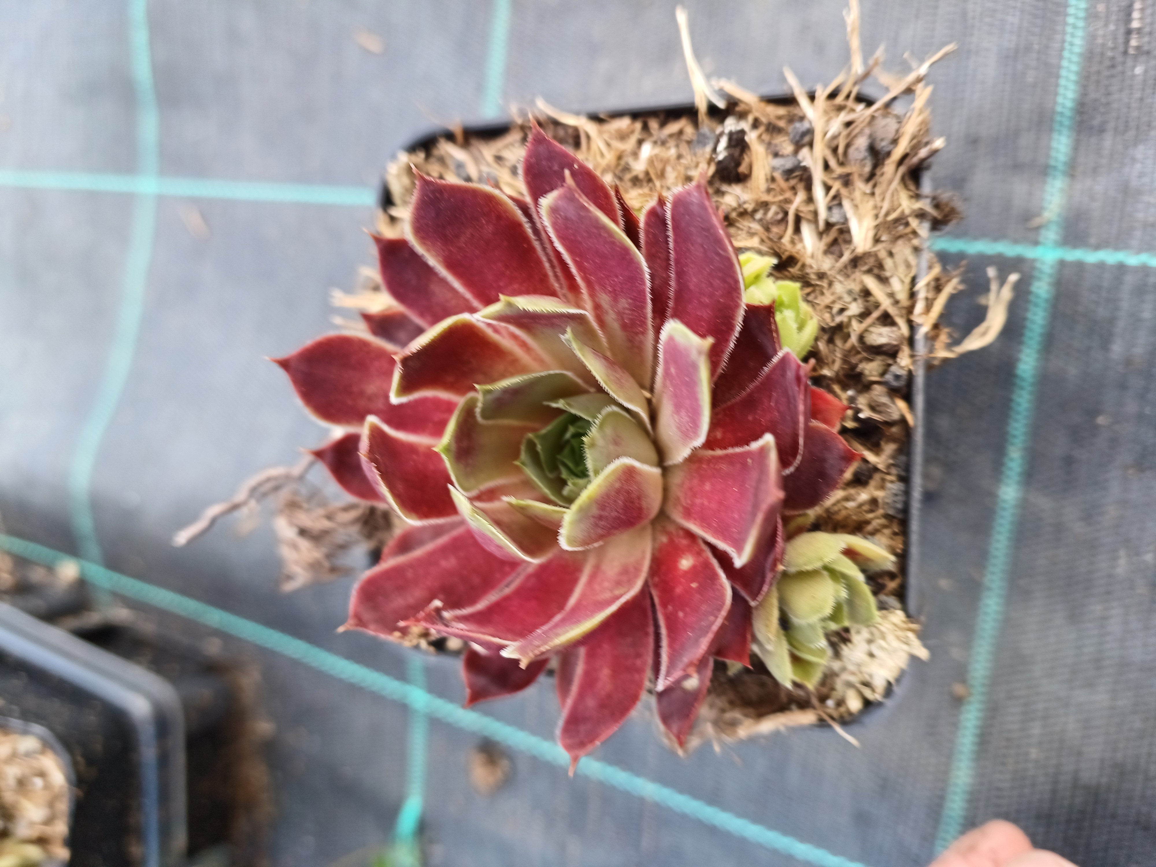Sempervivum Jumbo