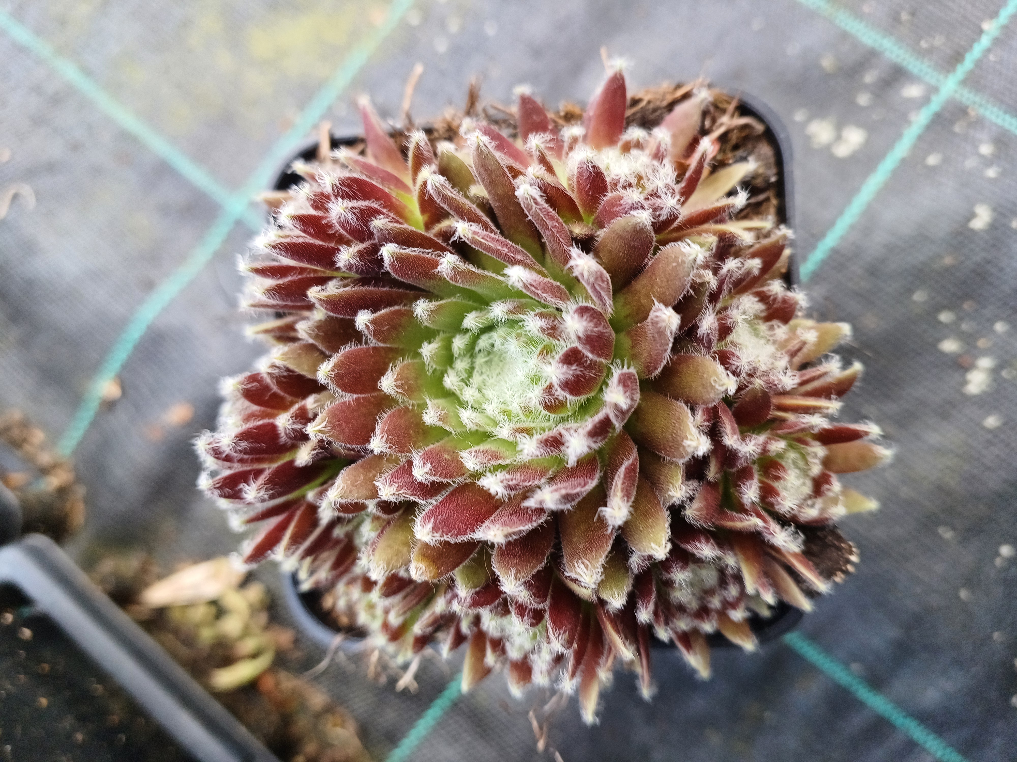Sempervivum Arachnoideum Bryoides