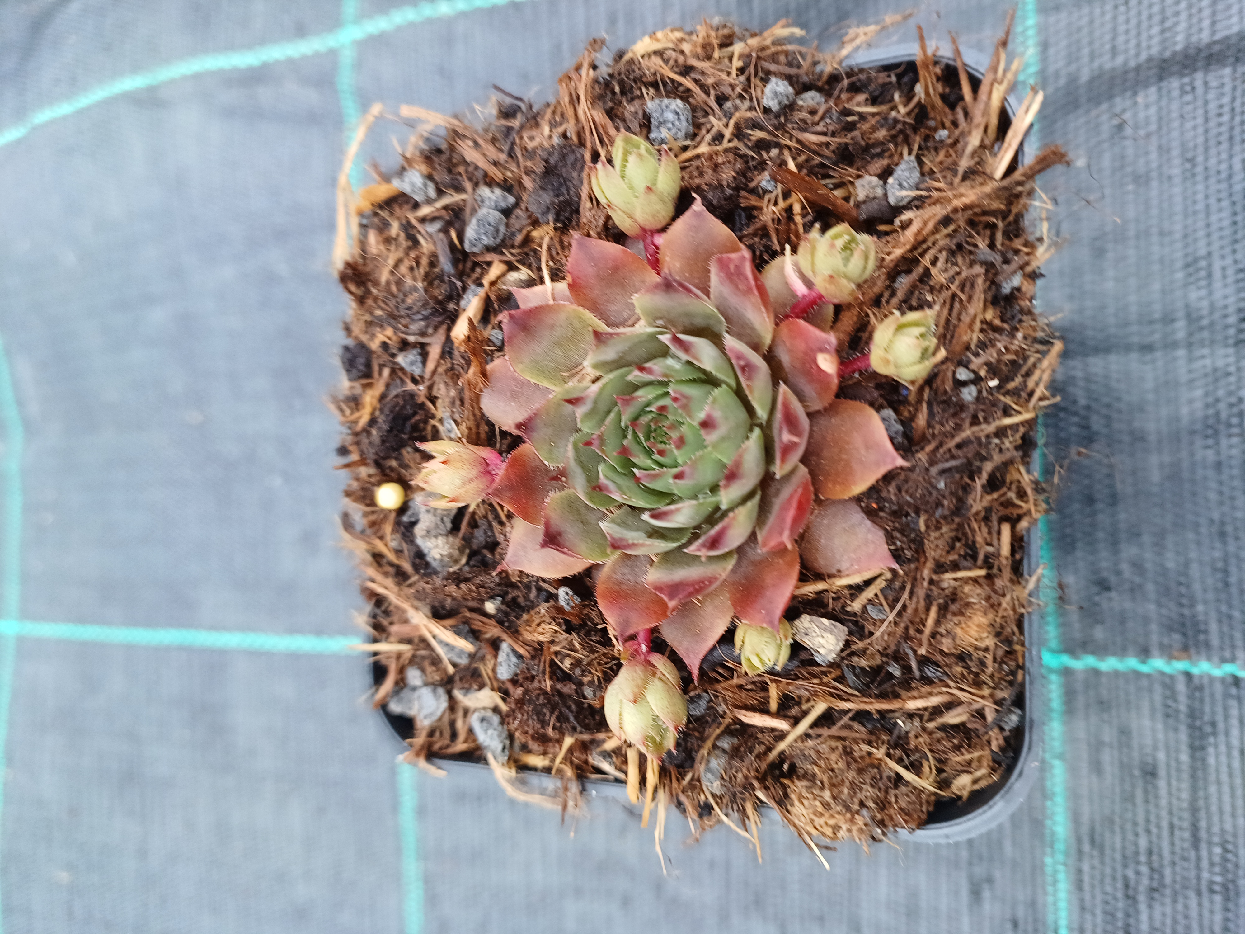 Sempervivum Purple Beauty