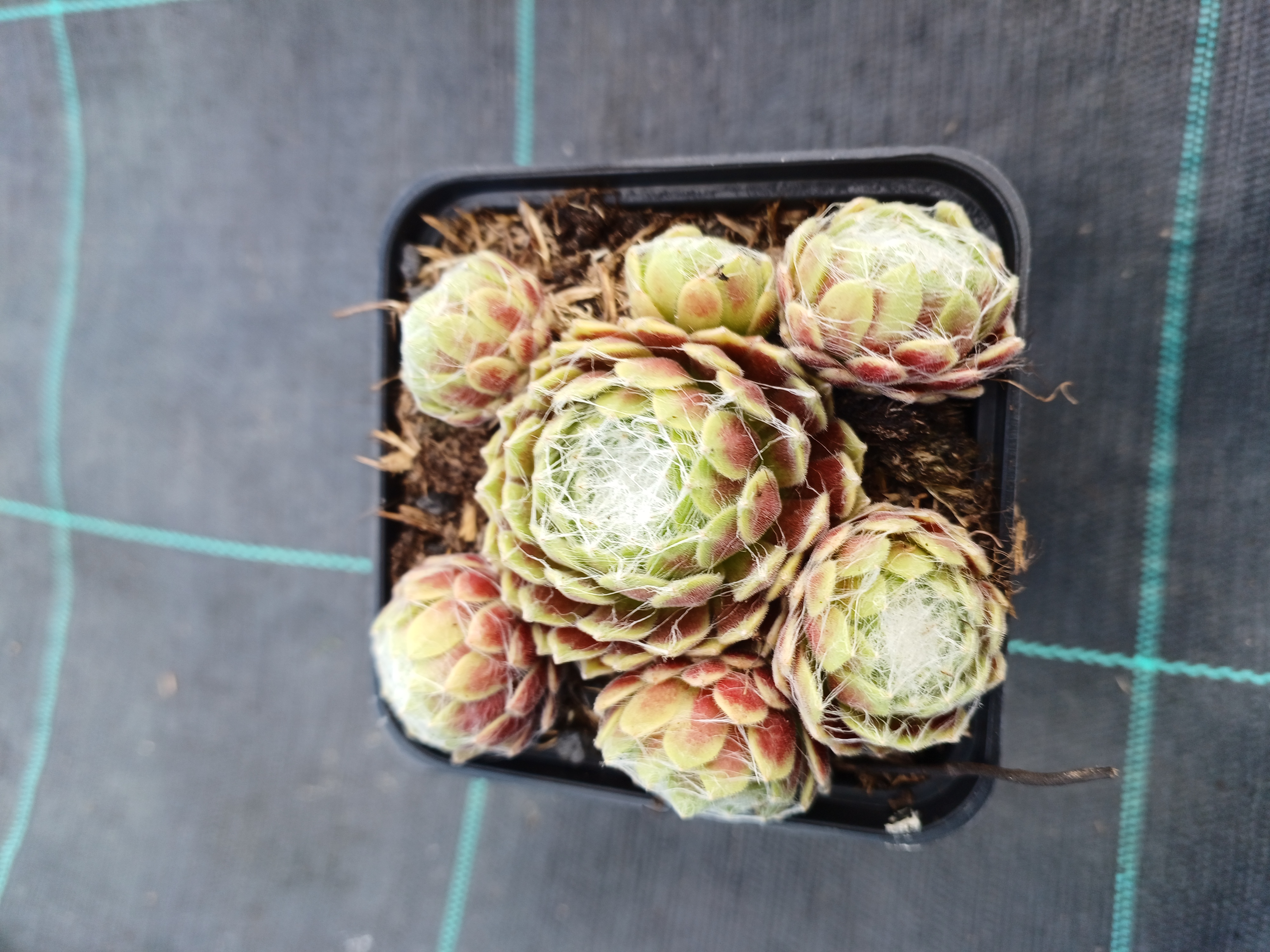 Sempervivum Ford´s Giant