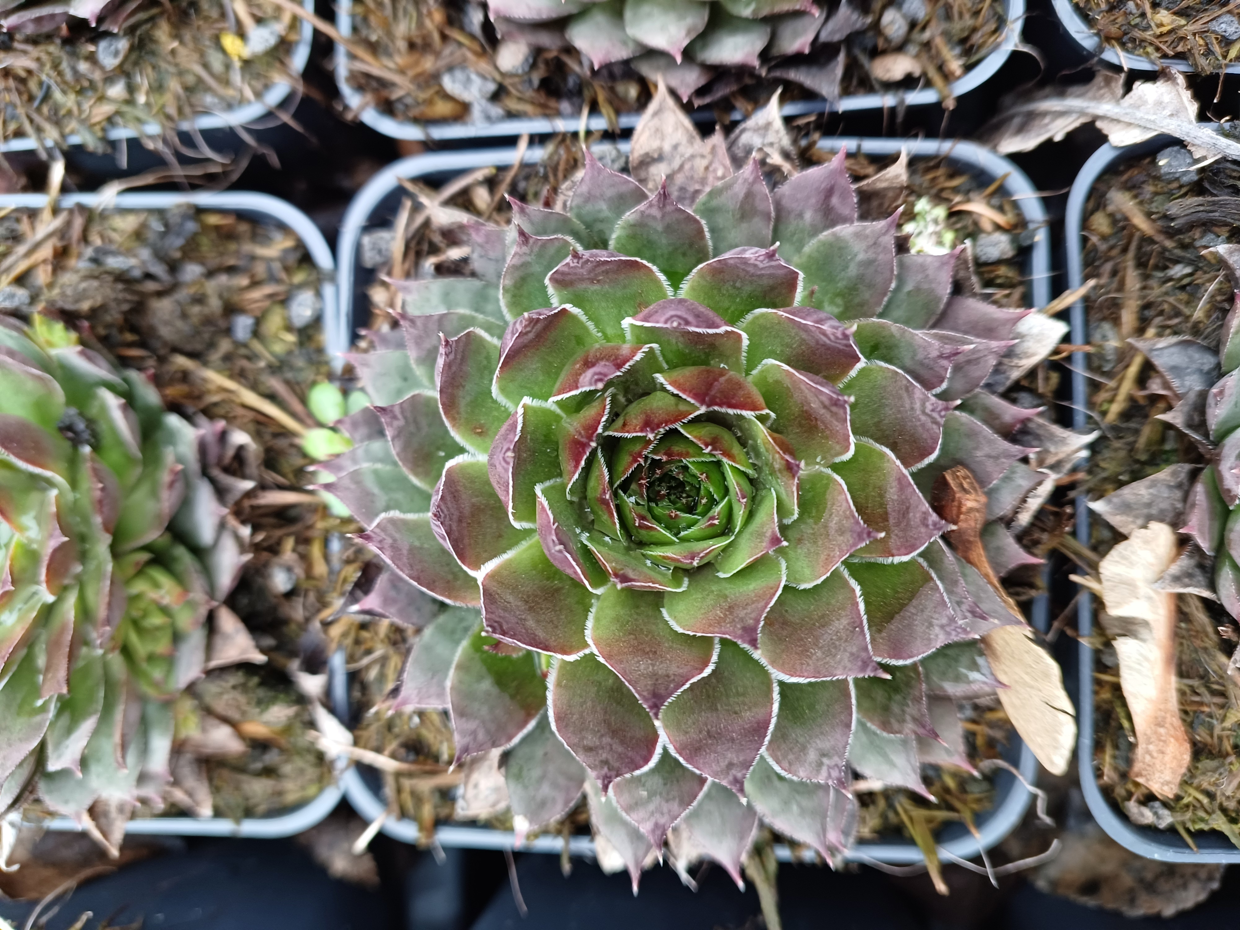 Sempervivum Nico
