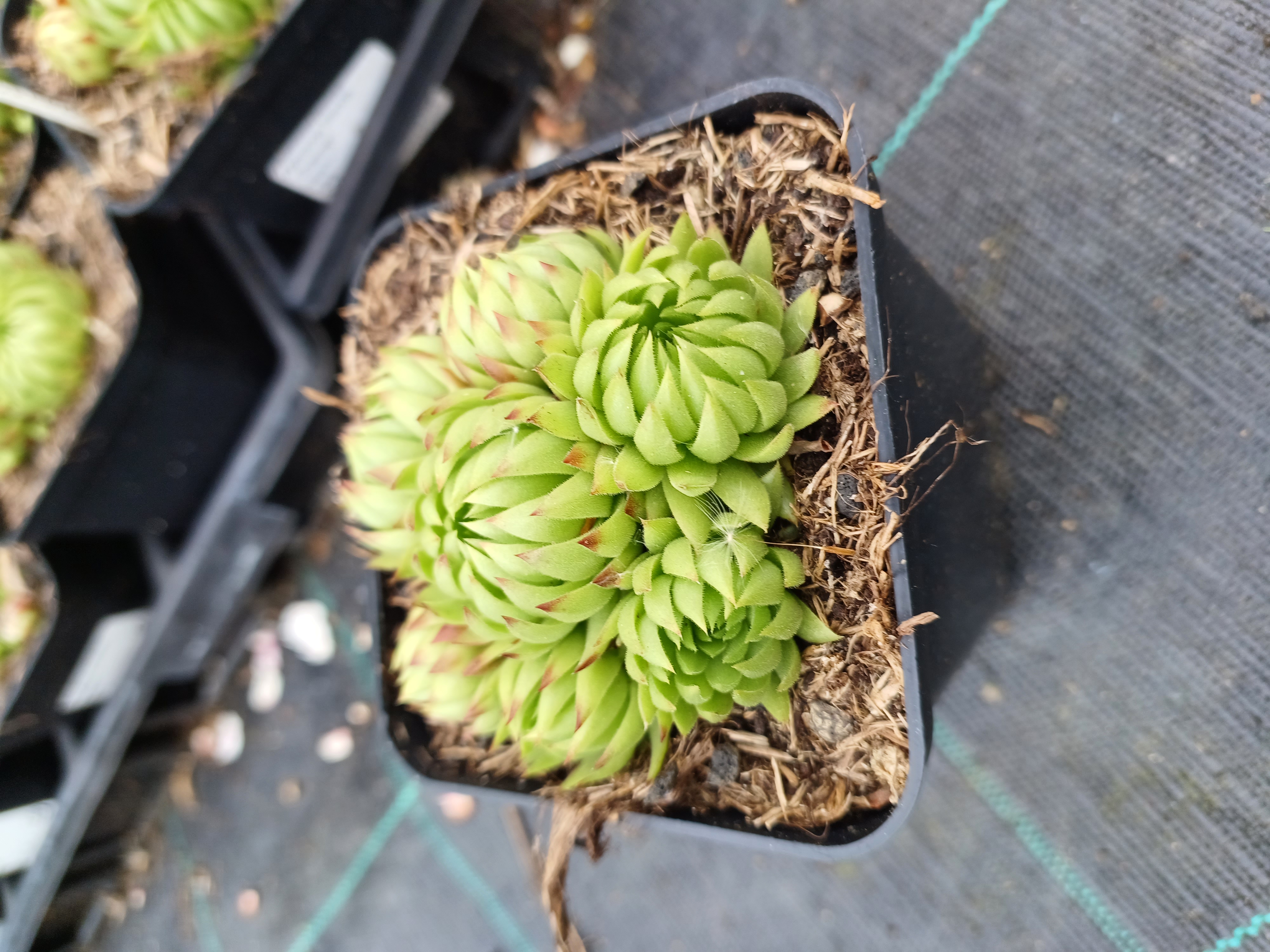 Jovibarba hirta Green Gold