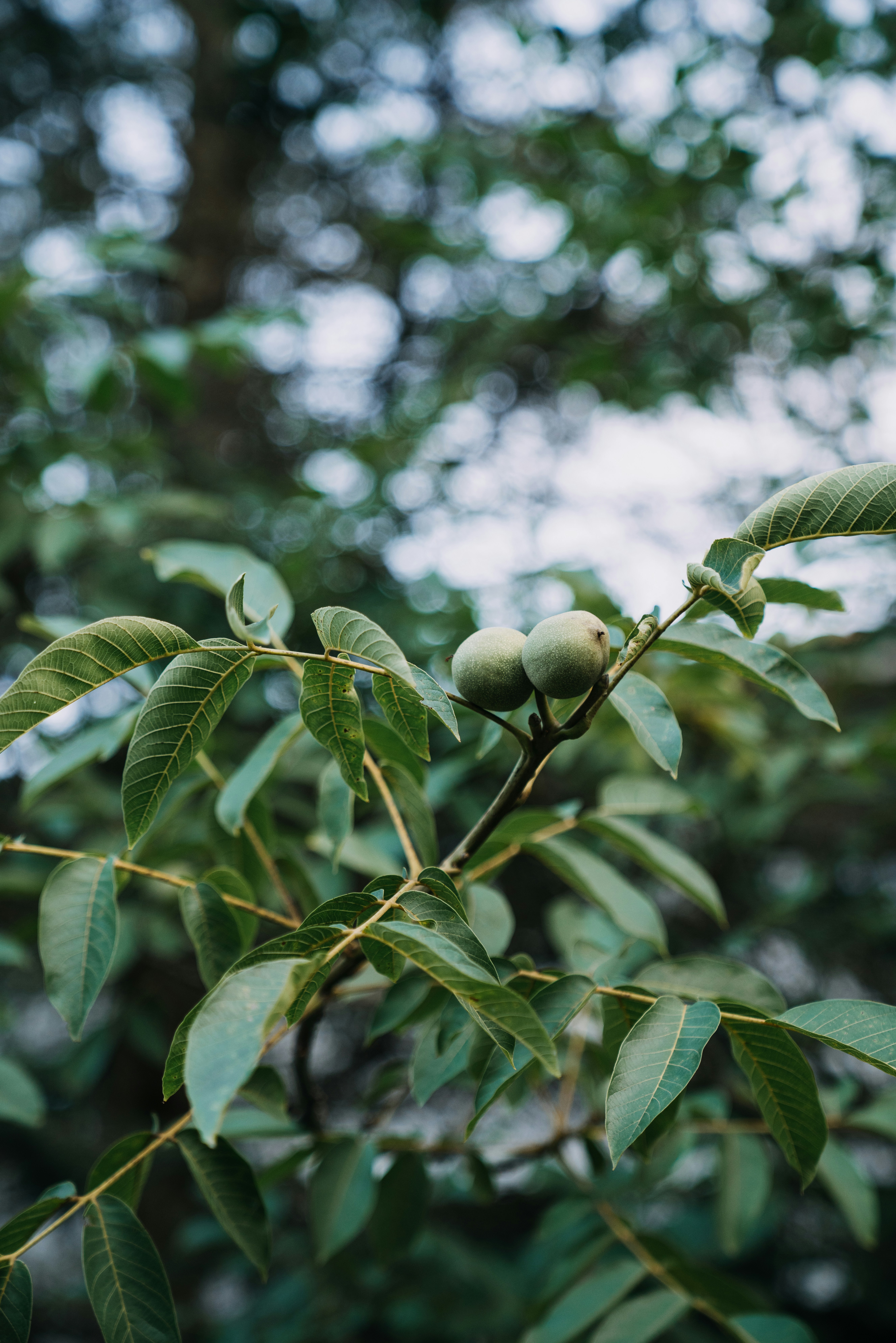 ořech, odrůda "Chandler"