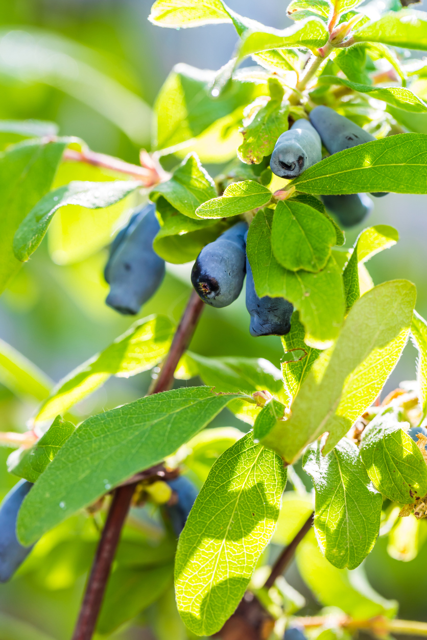 Zimolez, odrůda "Aurora"