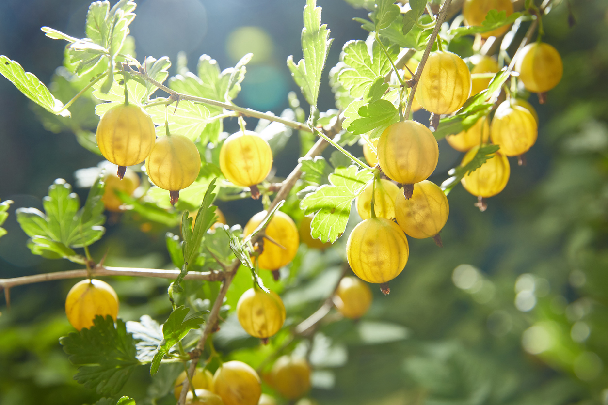 Angrešt žlutý beztrnný