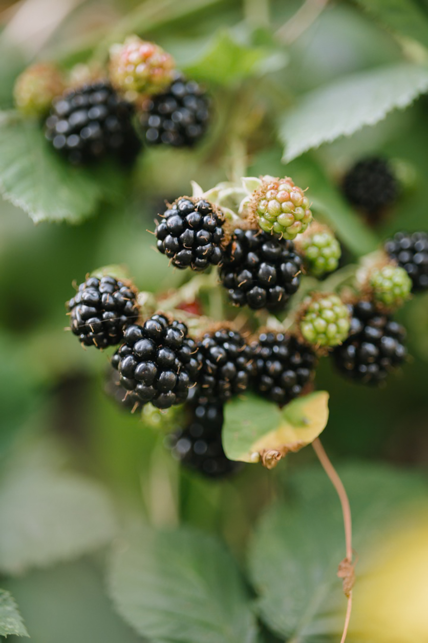 Ostružina beztrnná