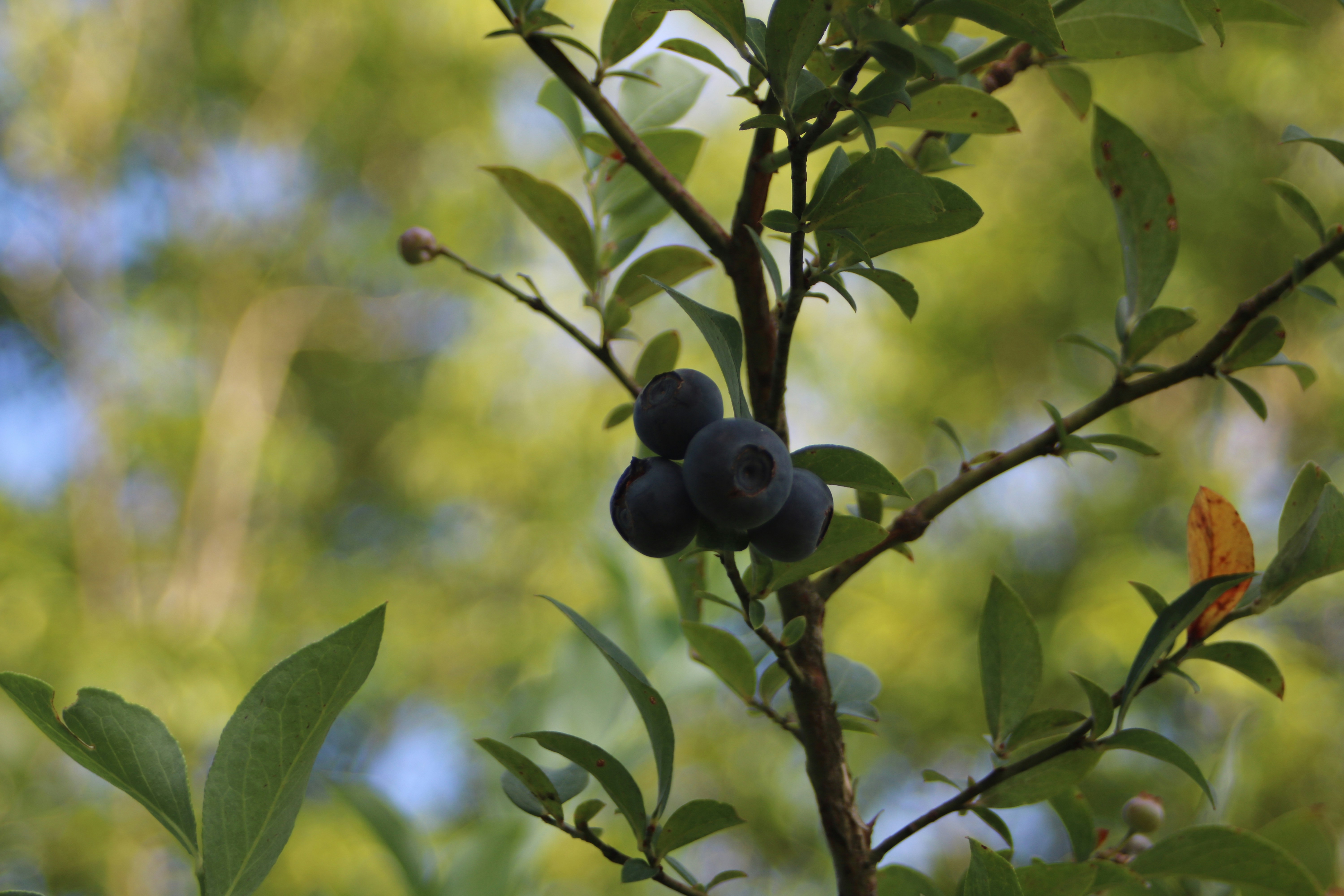Kanadská borůvka, odrůda Cabernet Splash