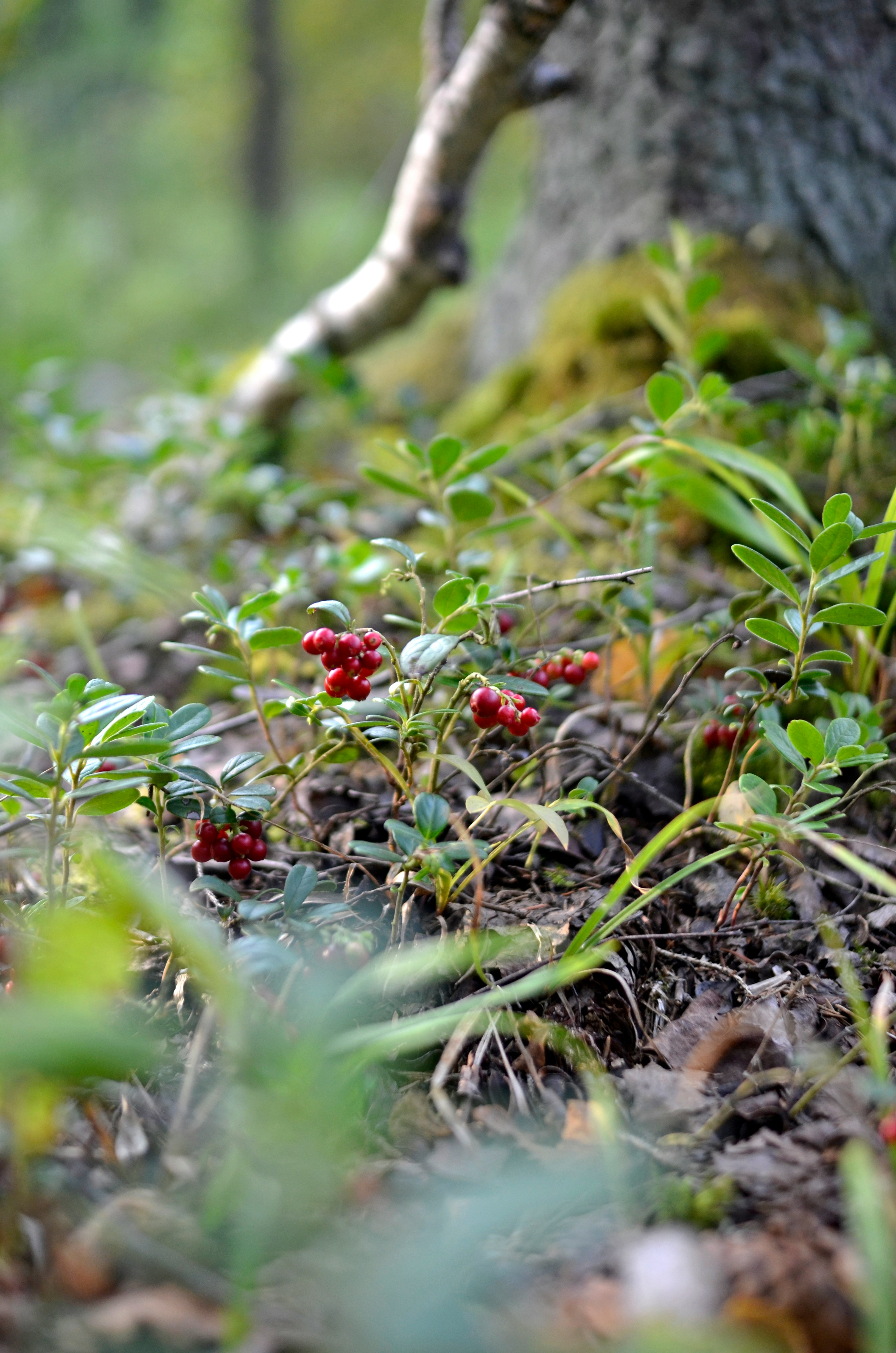 Klikva velkoplodá, odrůda Ben Lear