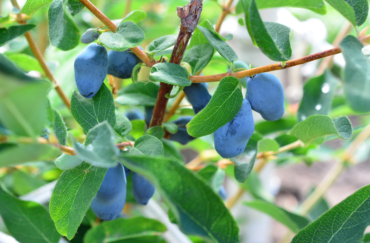 zimolez, odrůda "Jugana" P13