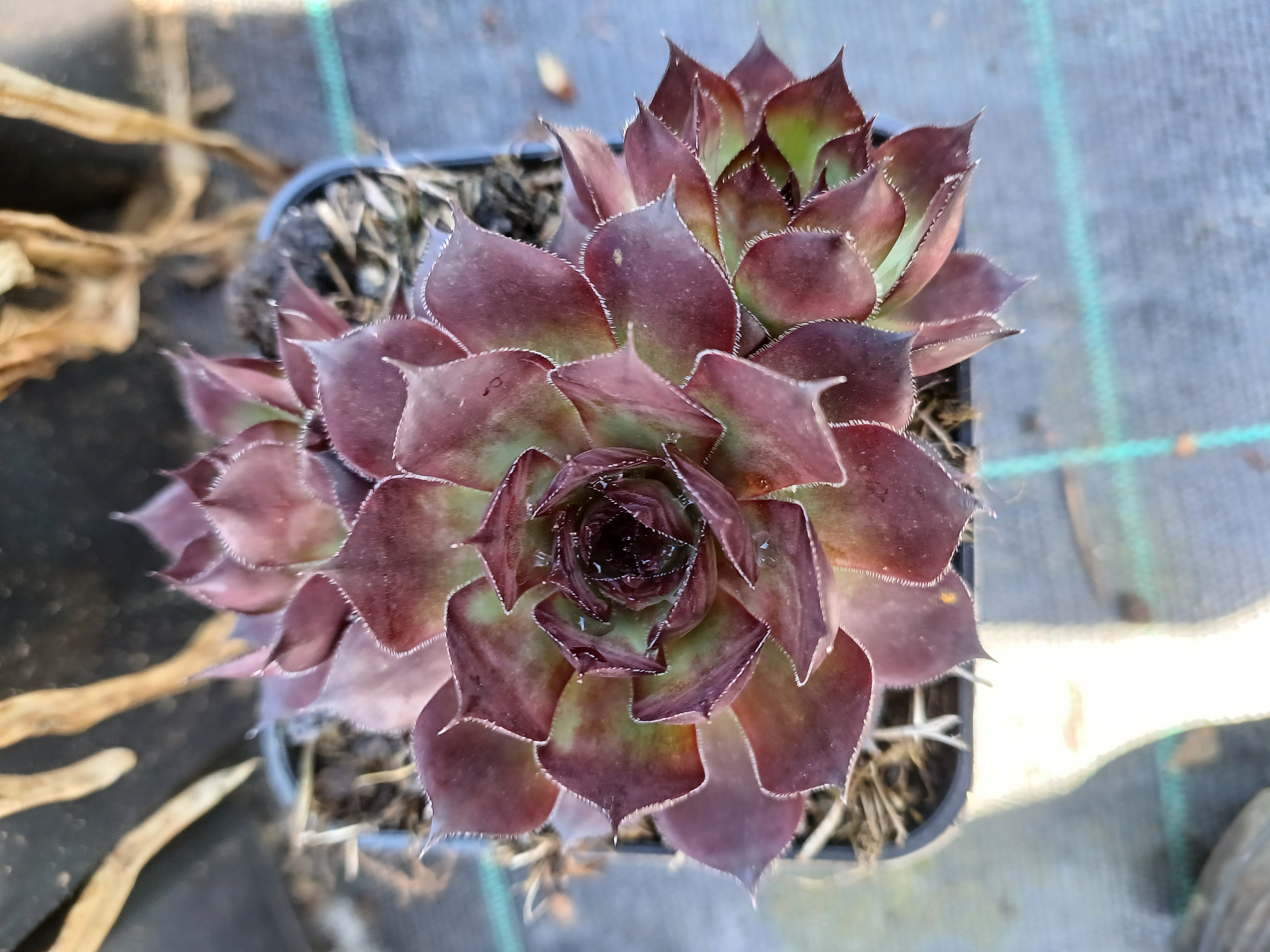 Sempervivum Rauer Kulm