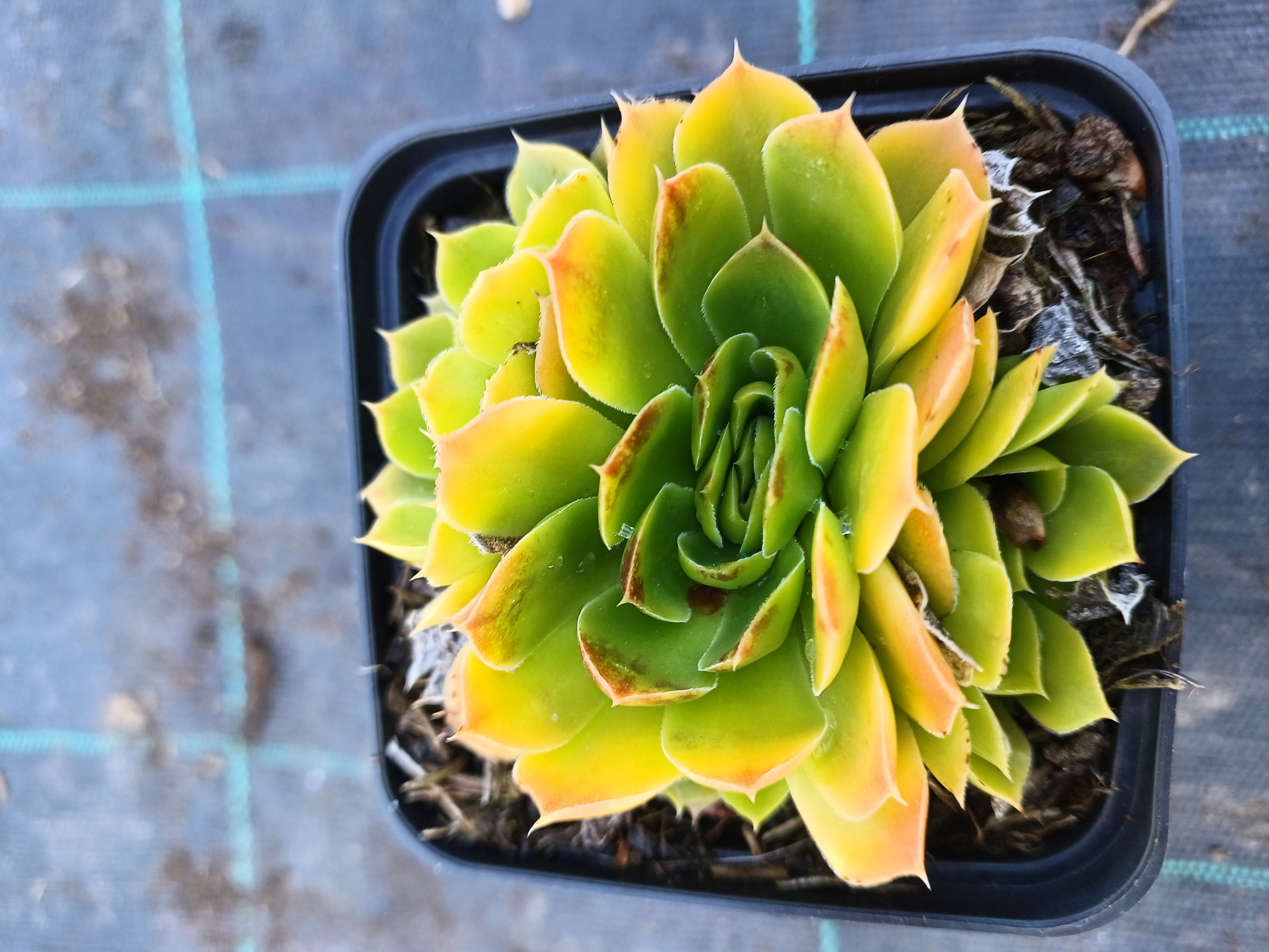 Jovibarba heuffelii  Cheese Dream