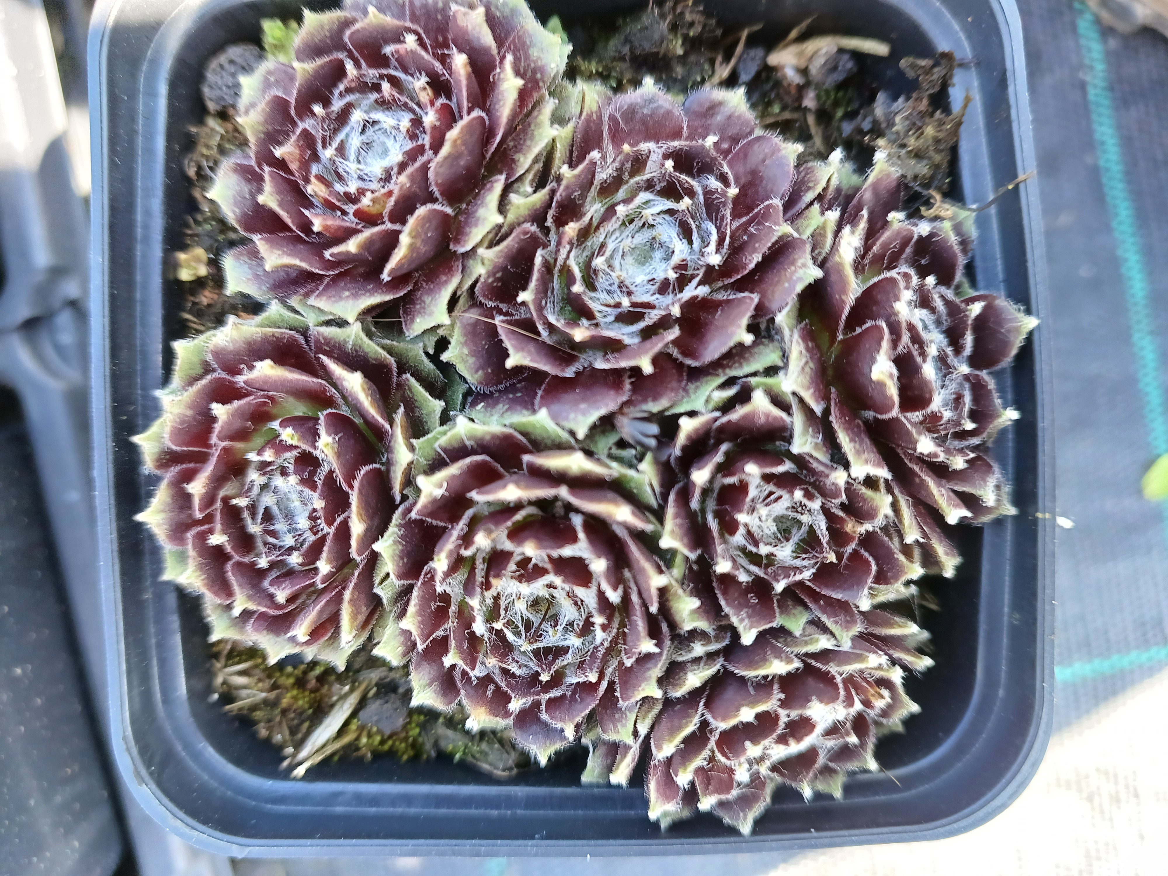 Sempervivum Hun X
