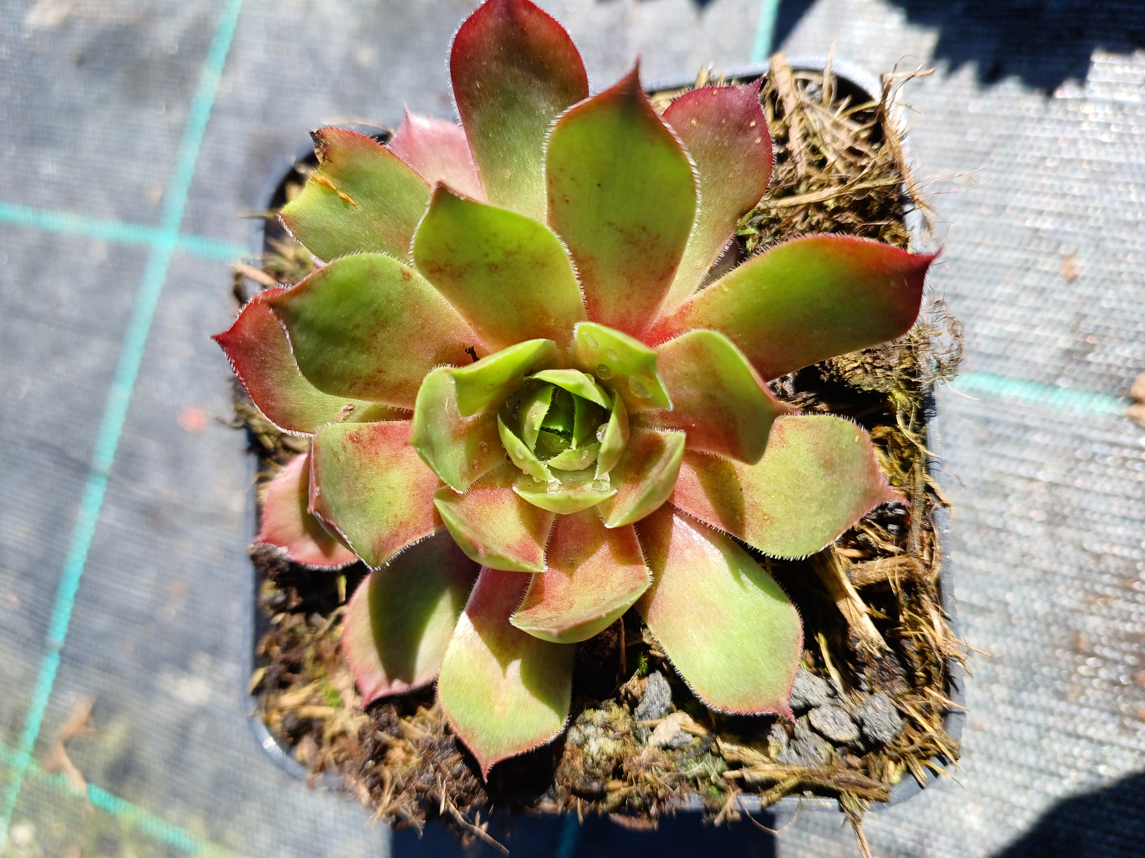 Sempervivum Gay Kester