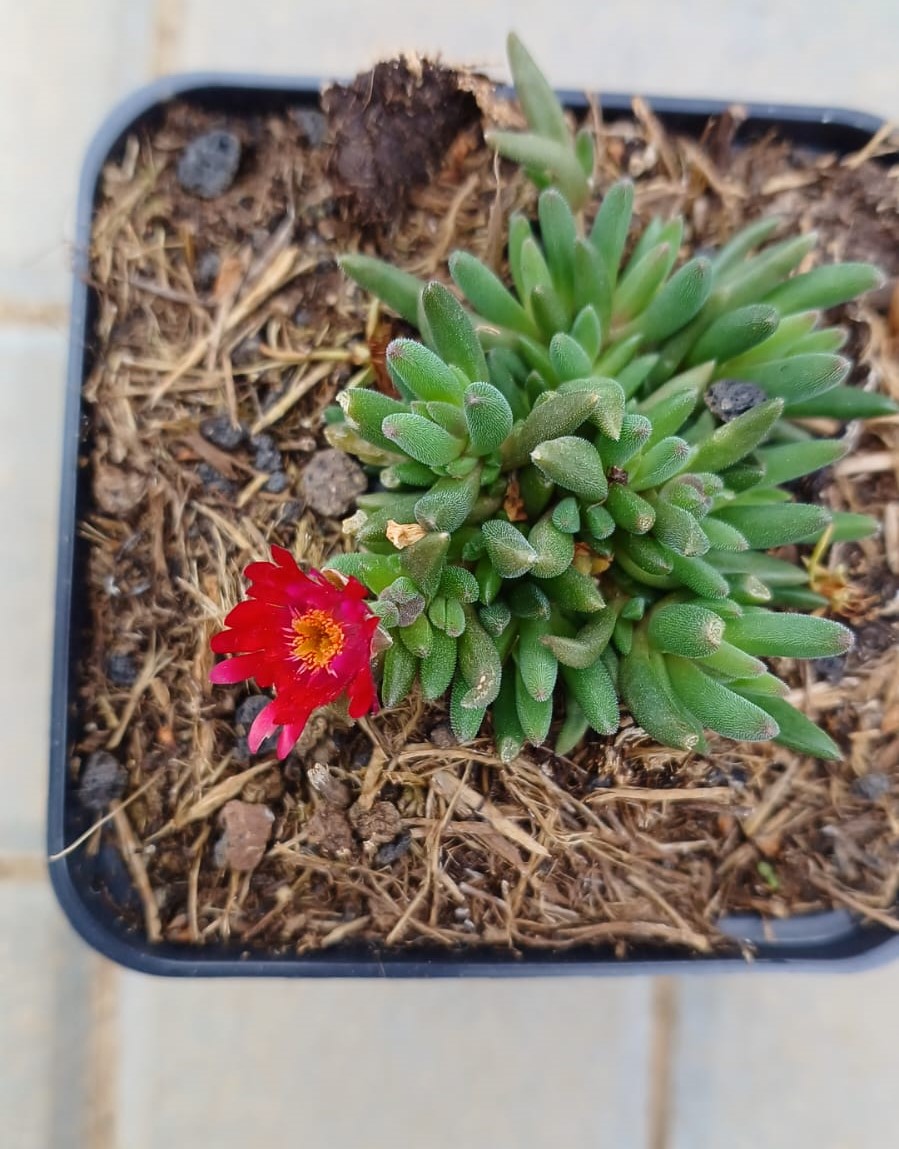 Delosperma c. Jewel of Desert Garnet