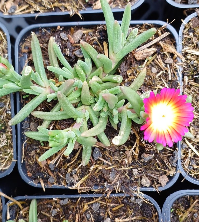 Delosperma x hybrida Wheels Of Wonder Salmon Pink