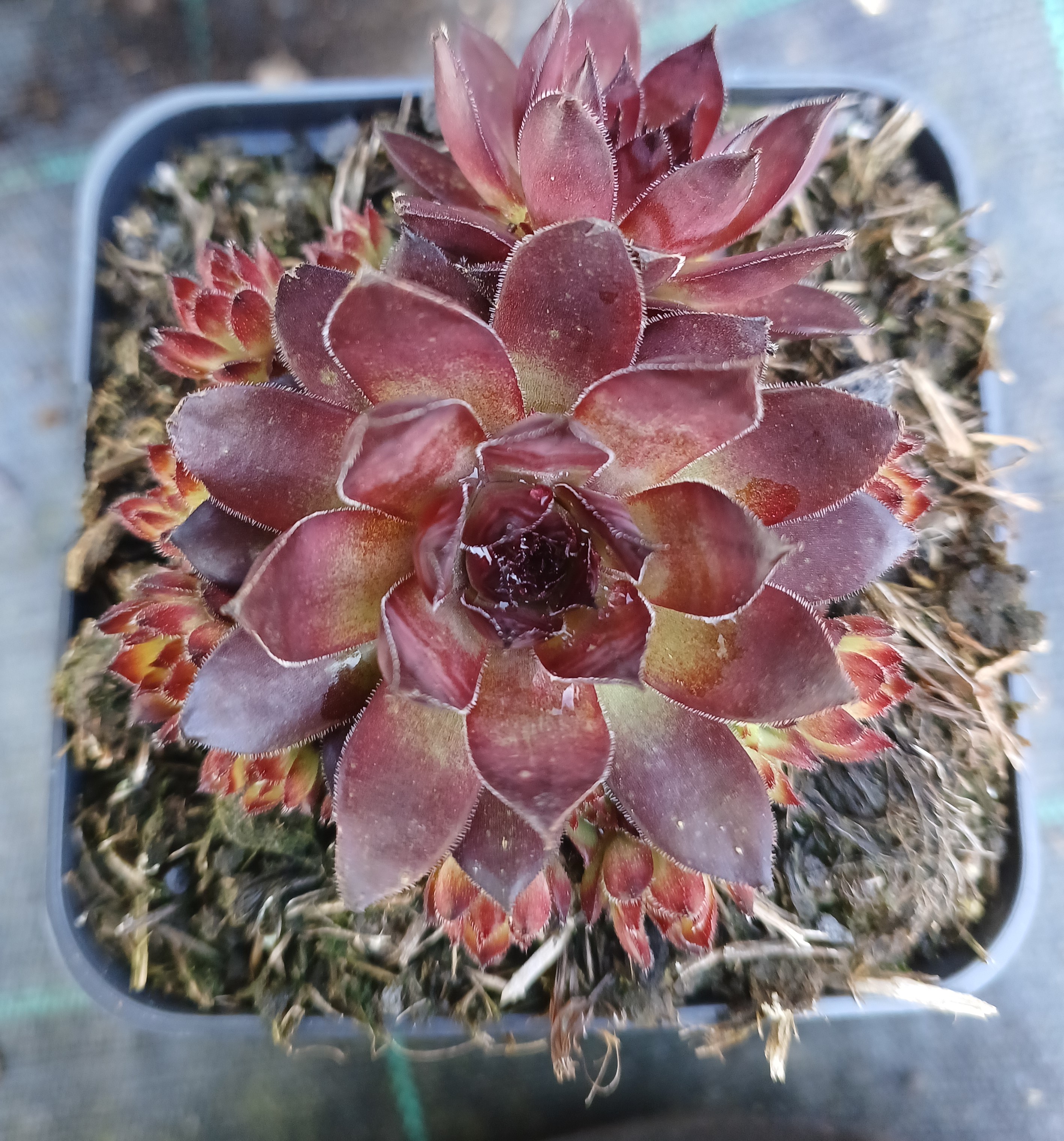 Sempervivum Bronco