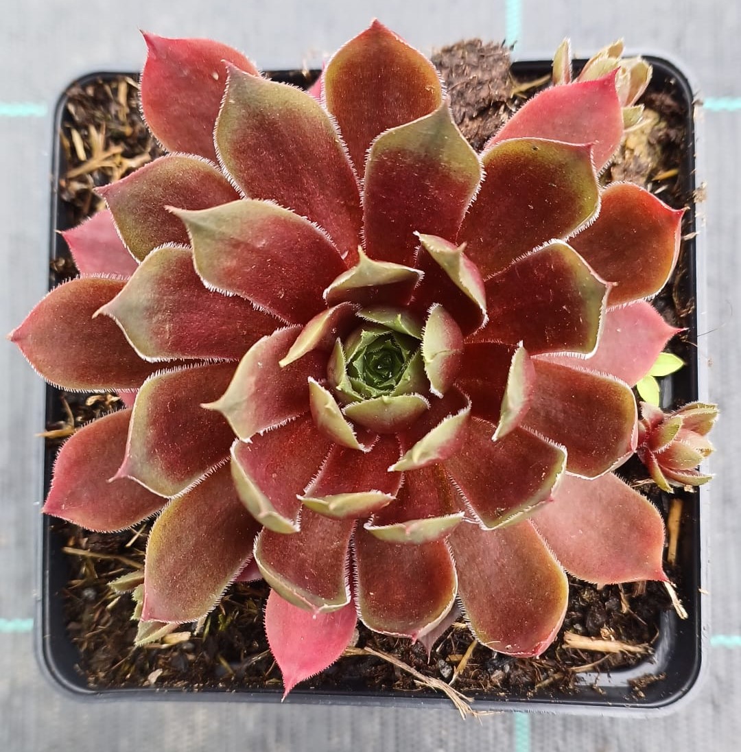 Sempervivum BigSam Ruby Star Imp.