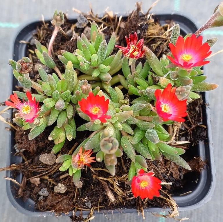 Delosperma Pinky