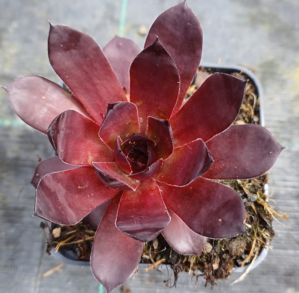 Sempervivum Diavolo