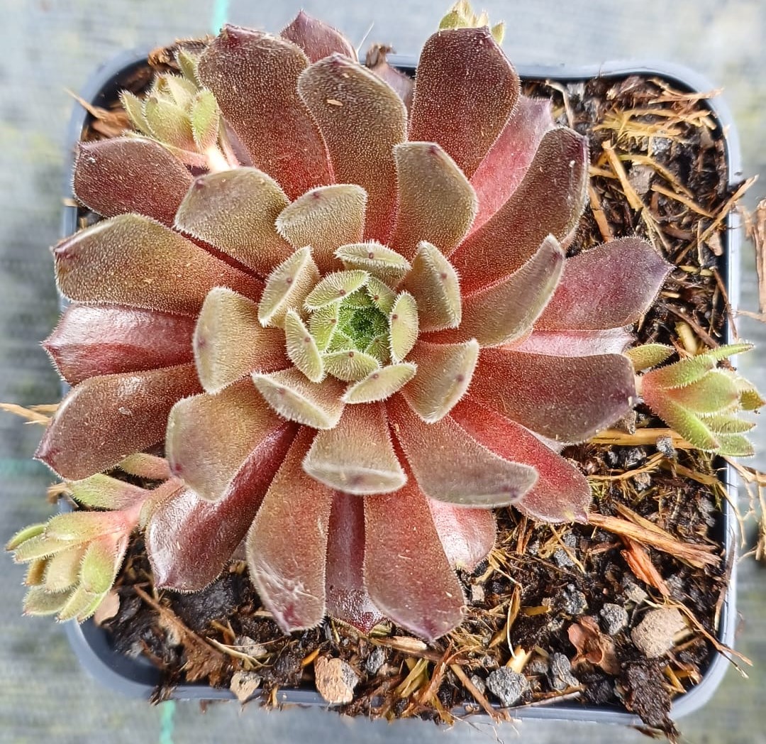 Sempervivum Exorna