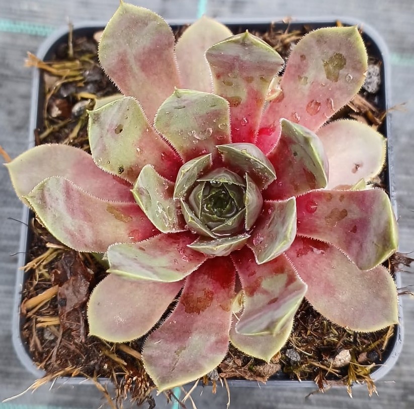 Sempervivum Grote Beer
