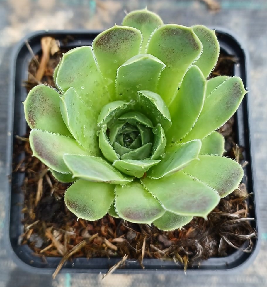 Jovibarba heuffelii Hyacinth