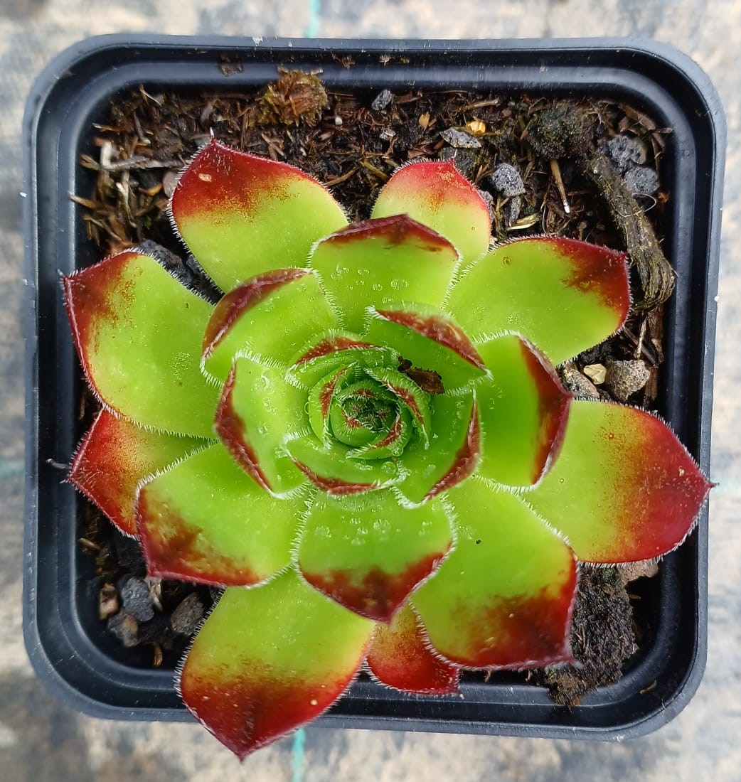 Jovibarba heuffelii Sundancer