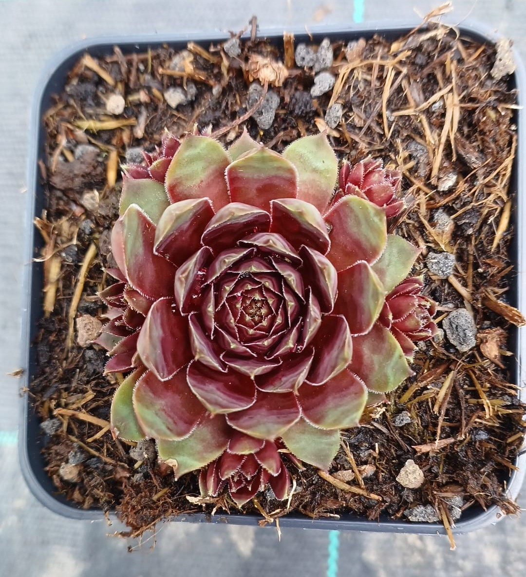 Sempervivum Lacerta