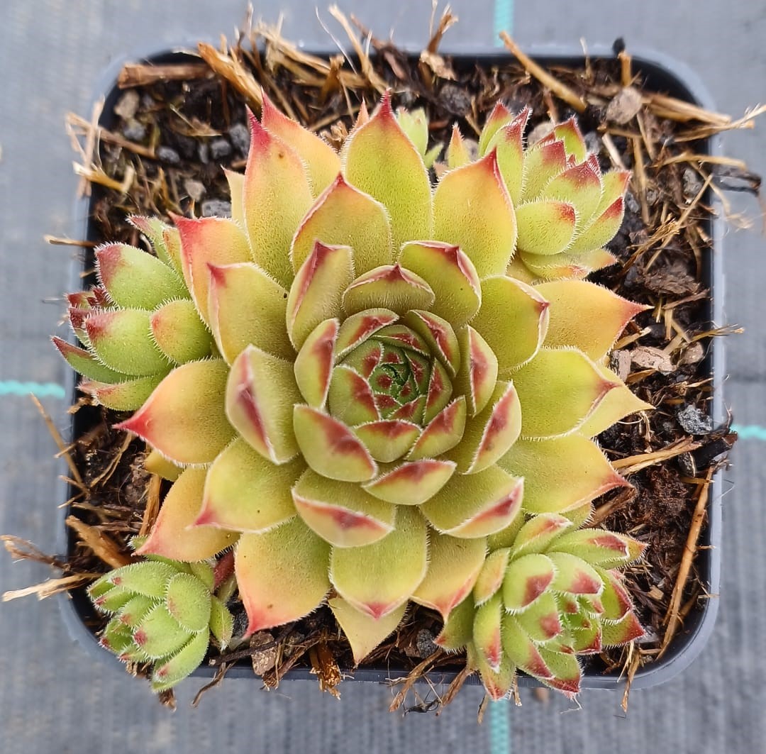 Sempervivum Leo