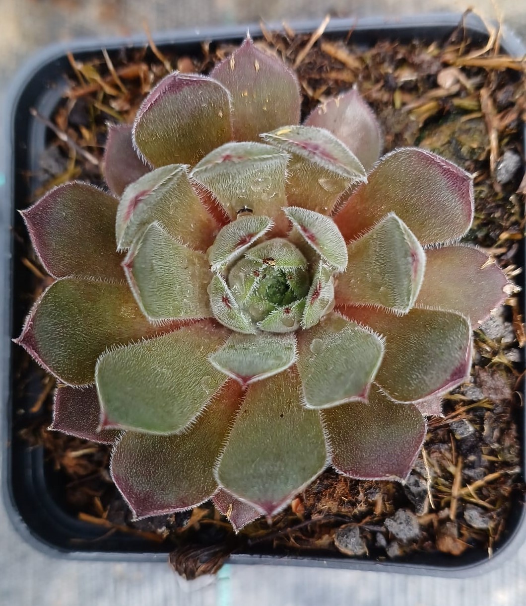 Sempervivum Neptun
