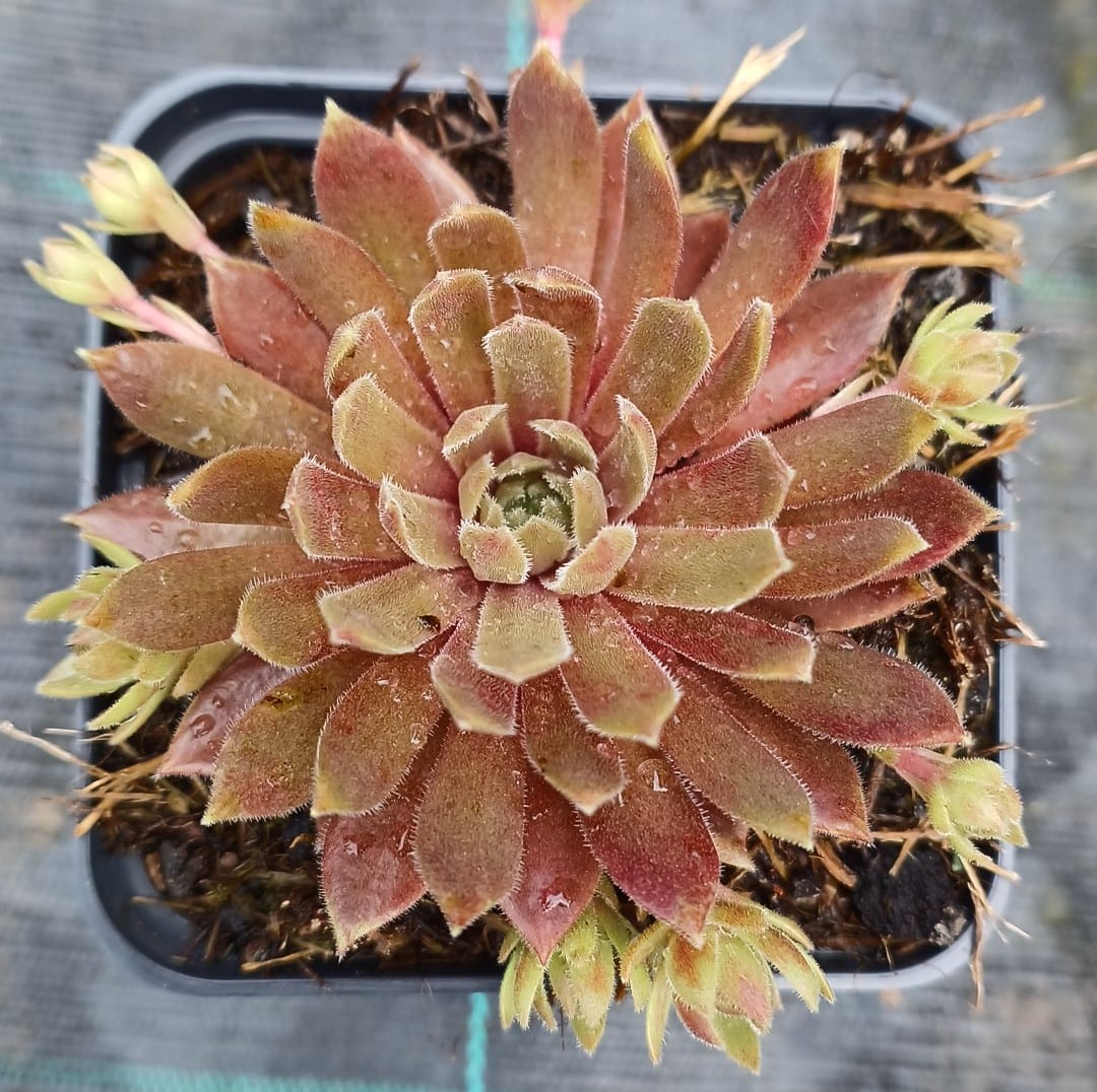 Sempervivum Passionata