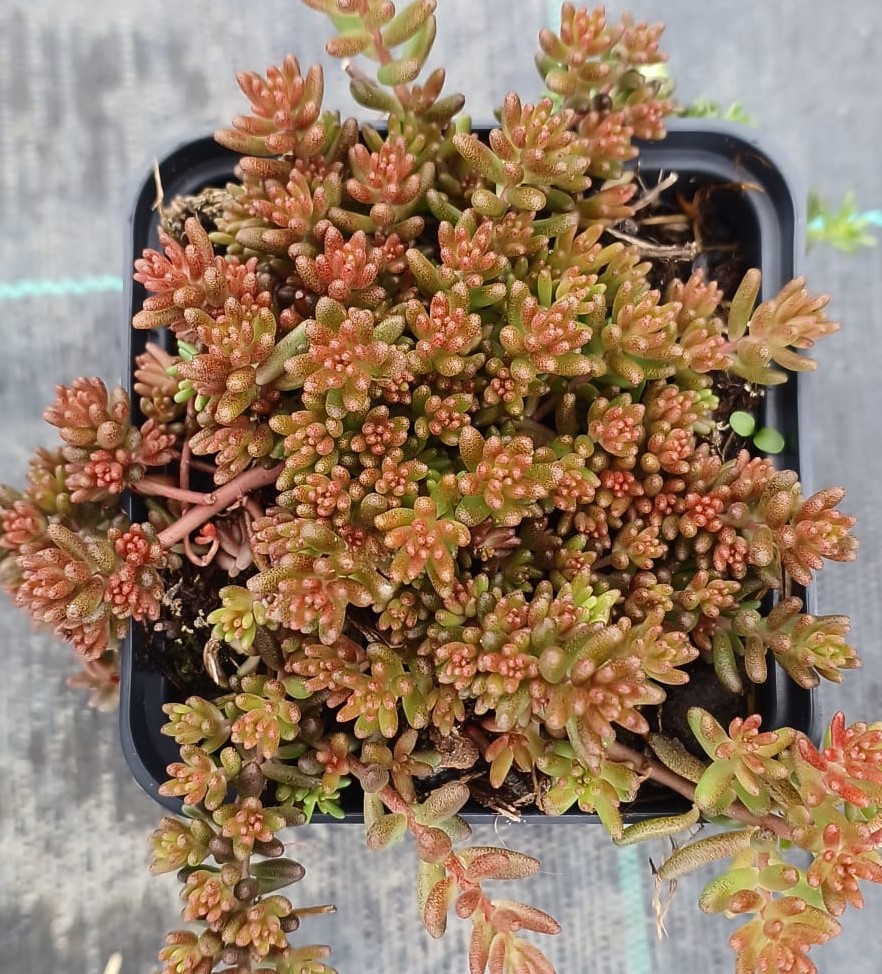 Sedum album Coral Carpet