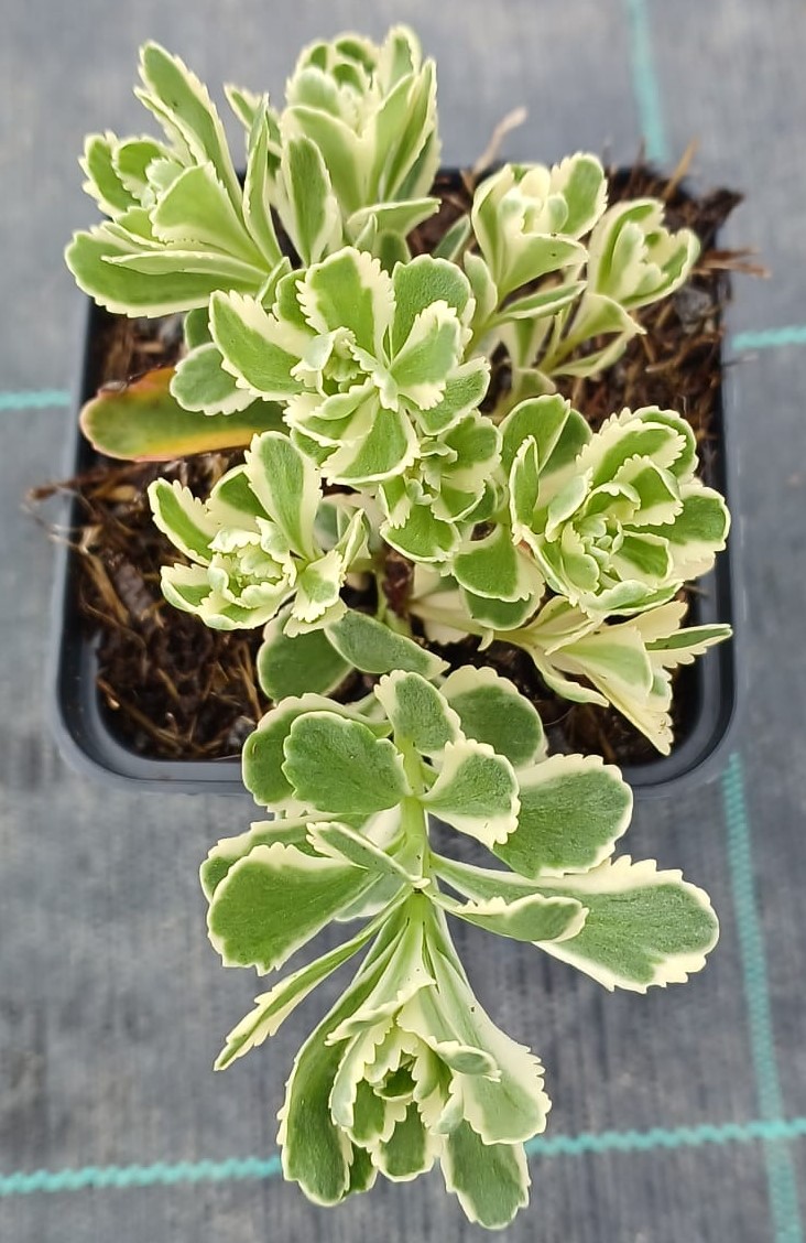 Sedum takesimense Atlantis