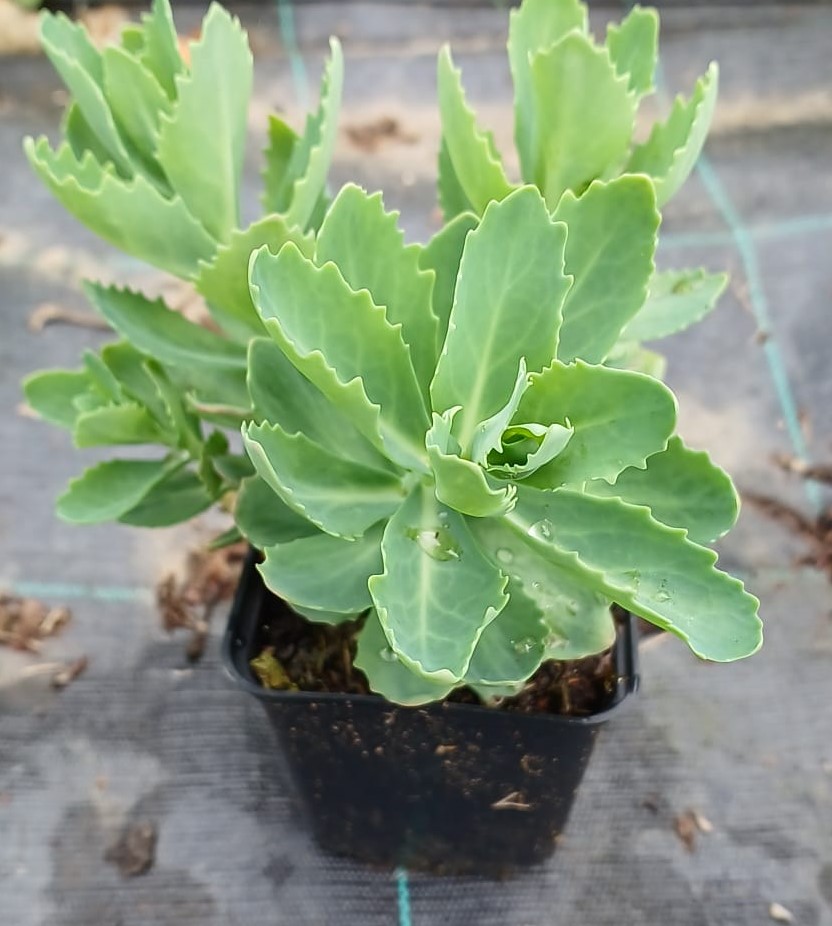Sedum telephium Herbstfreude