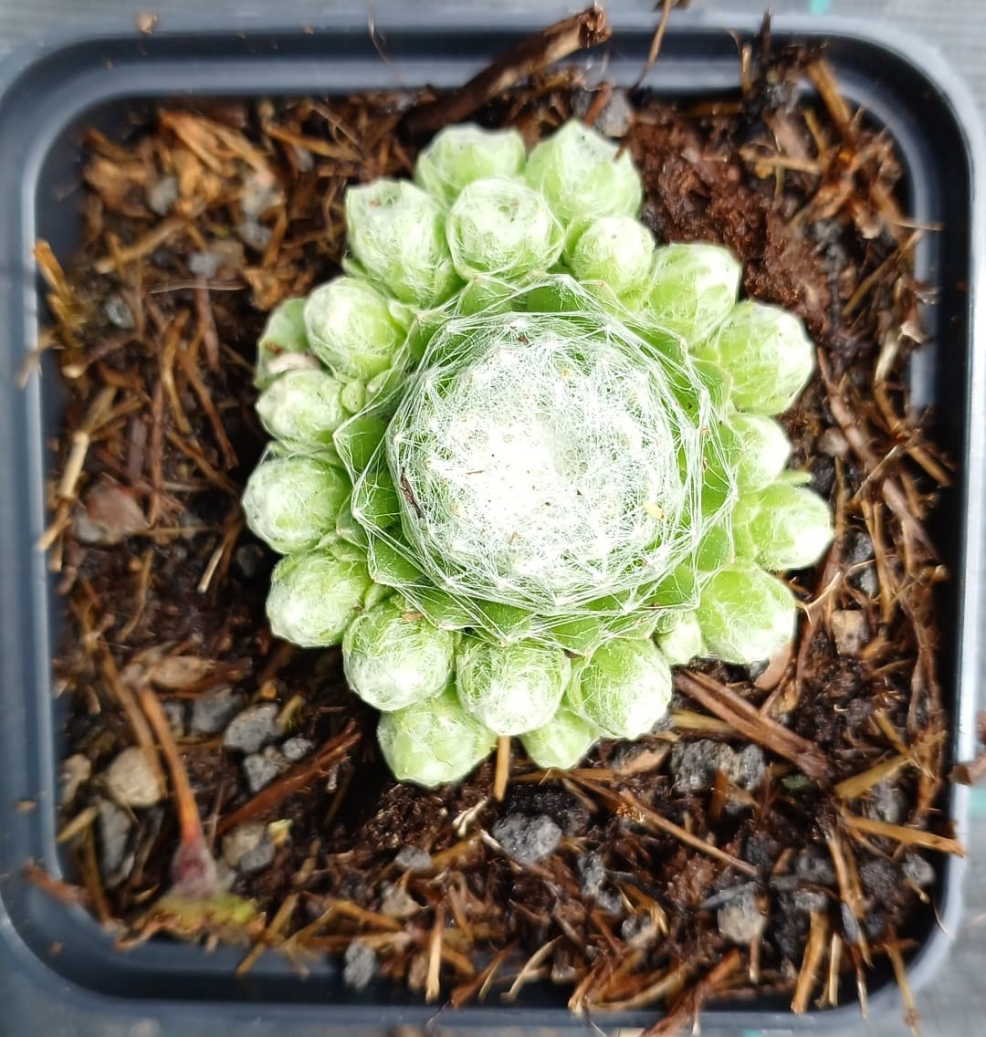 Sempervivum Shampoo