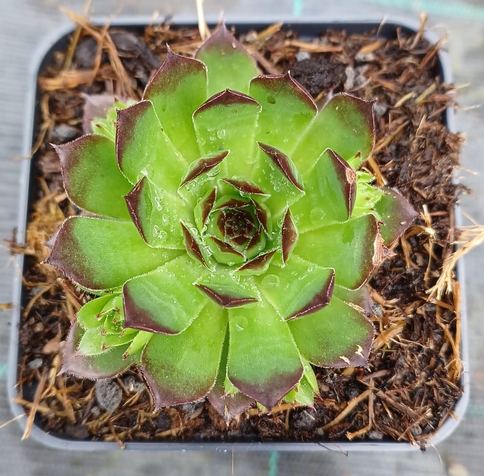 Sempervivum Tectorum Compactum
