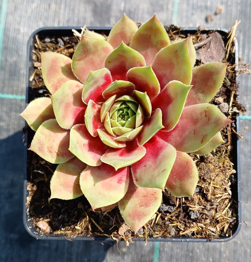 Sempervivum BigSam Red Mellow