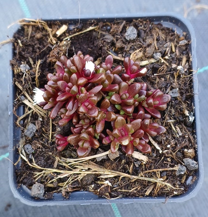 Delosperma alpinum