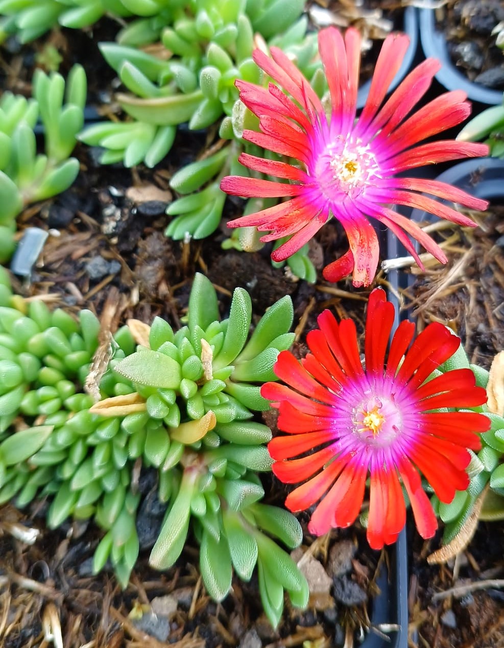 Delosperma Sundella Red