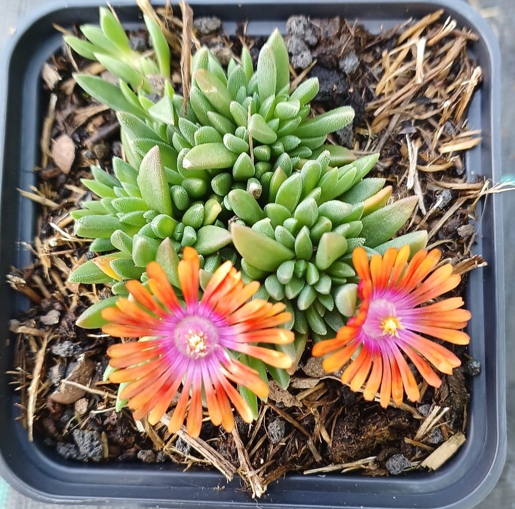 Delosperma Fire Spinner