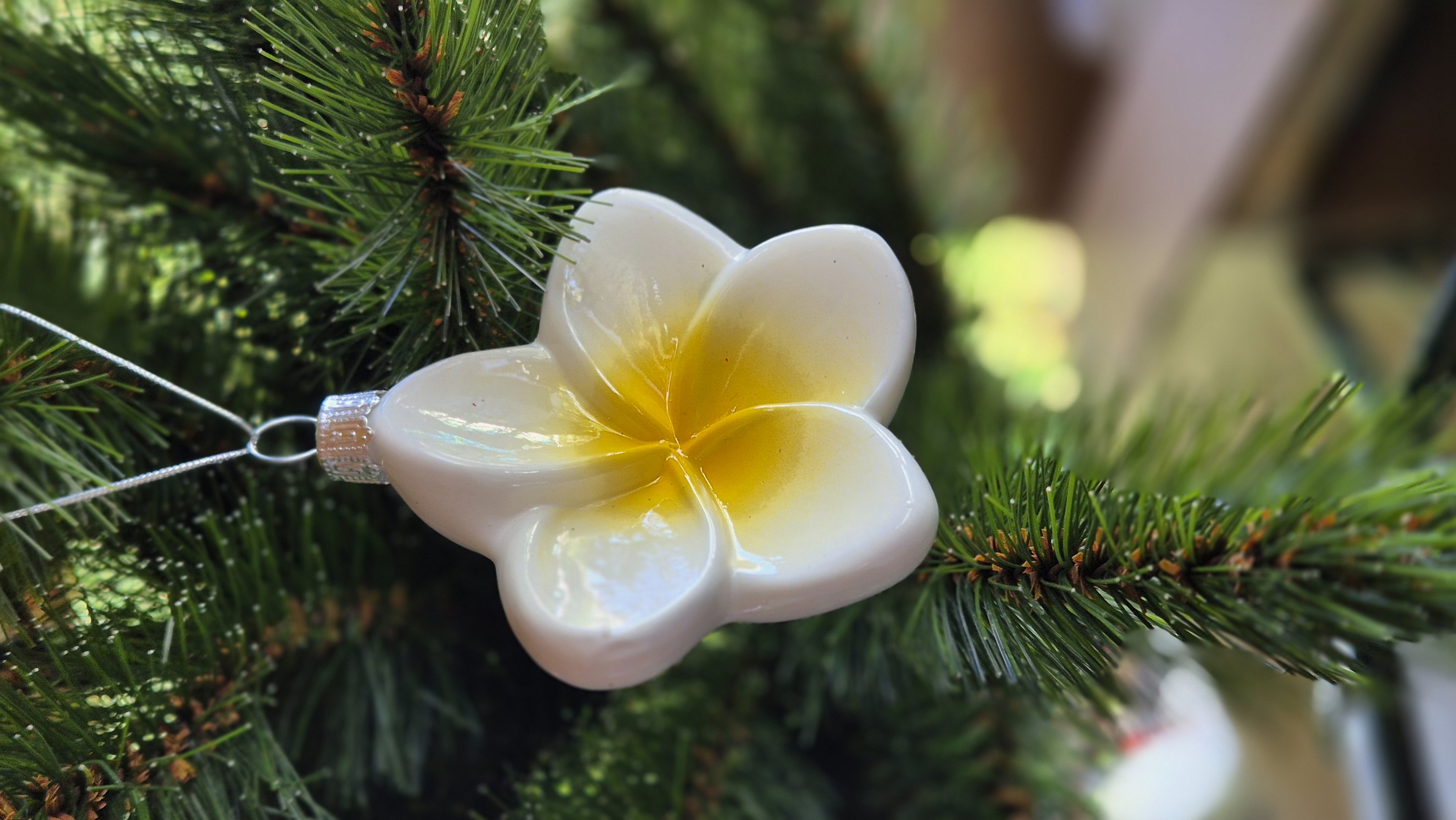 Plumeria Navidad