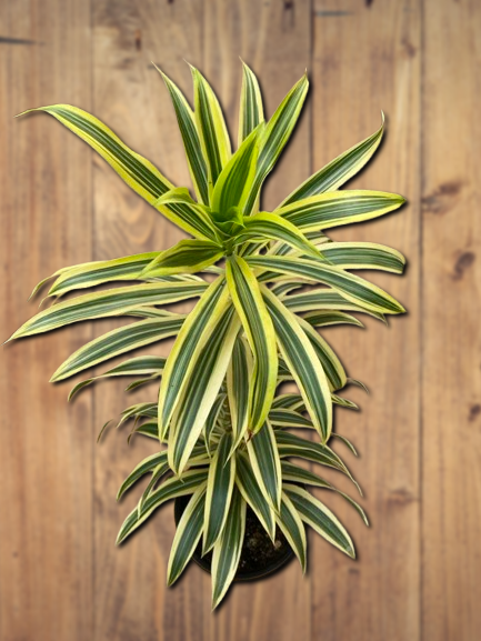 Dracaena Reflexa Plant