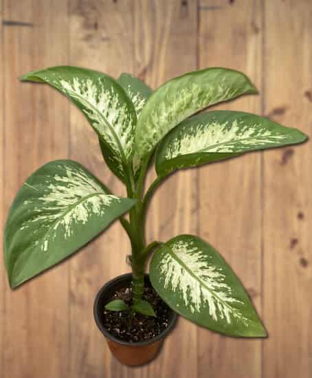 Dieffenbachia Plant