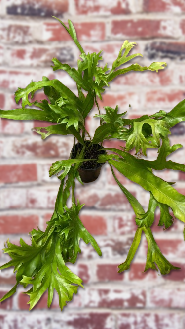 Asplenium nidus