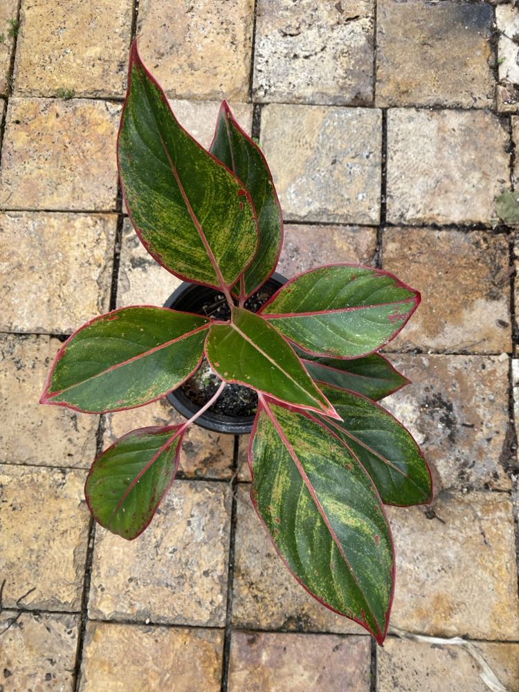 Aglaonema 'Siam Aurora'