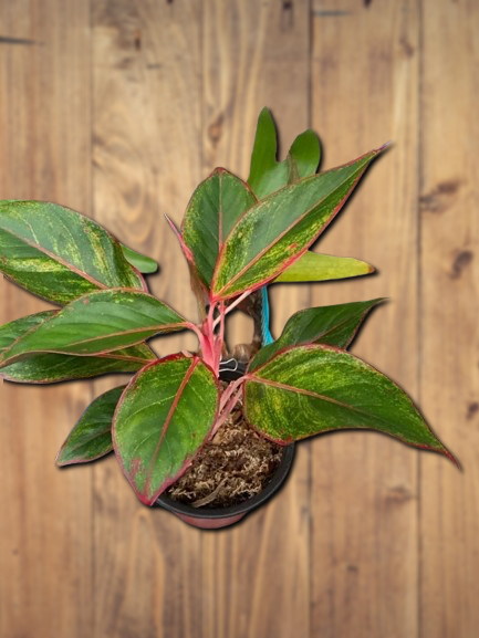 Aglaonema 'Siam Aurora'