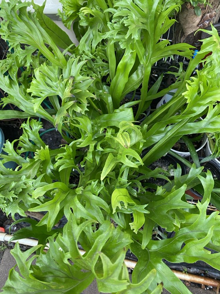 Asplenium nidus