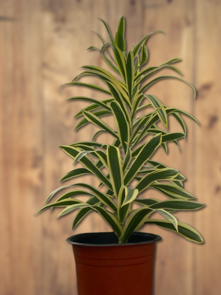 Dracaena Reflexa Plant