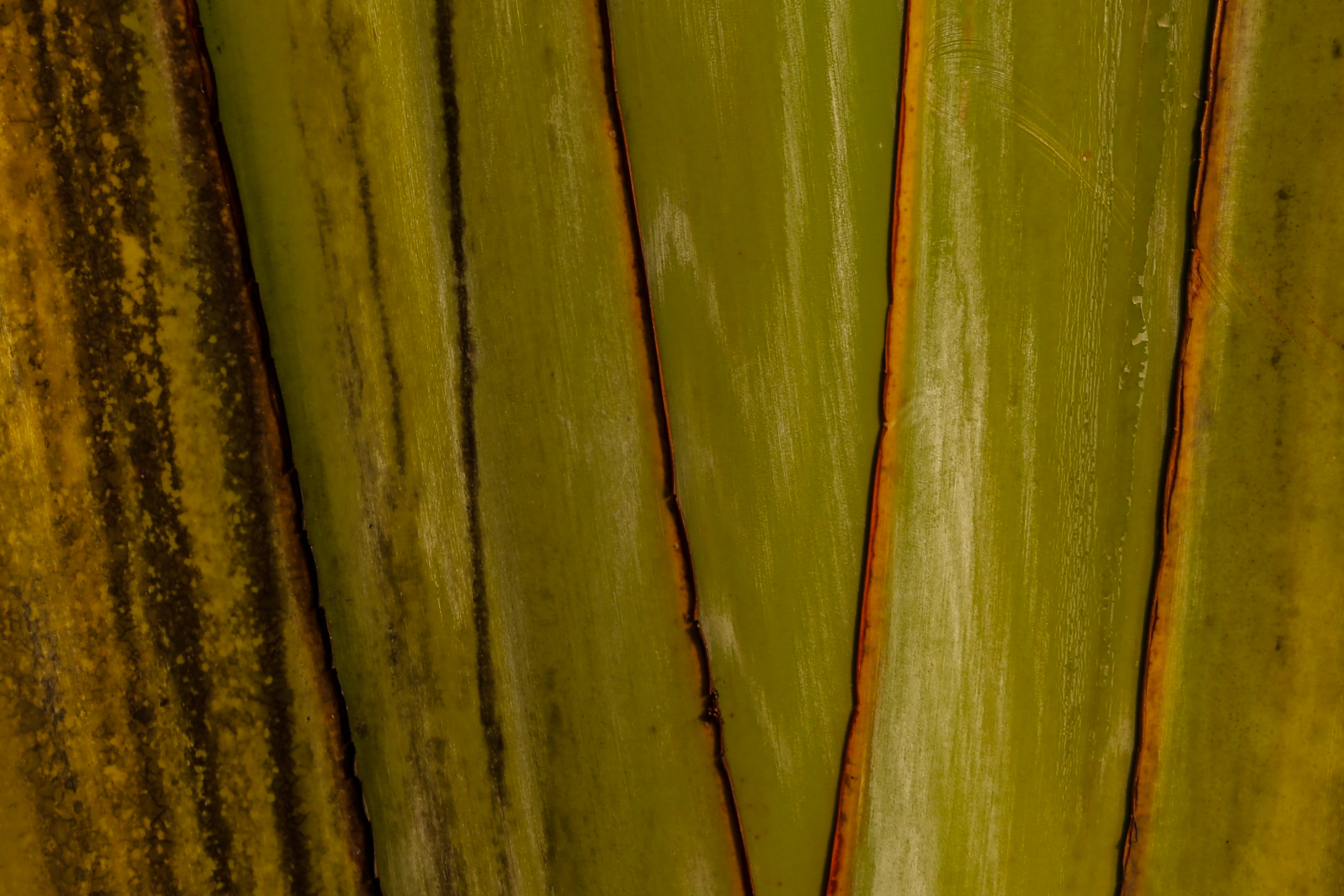 Agave Leaf