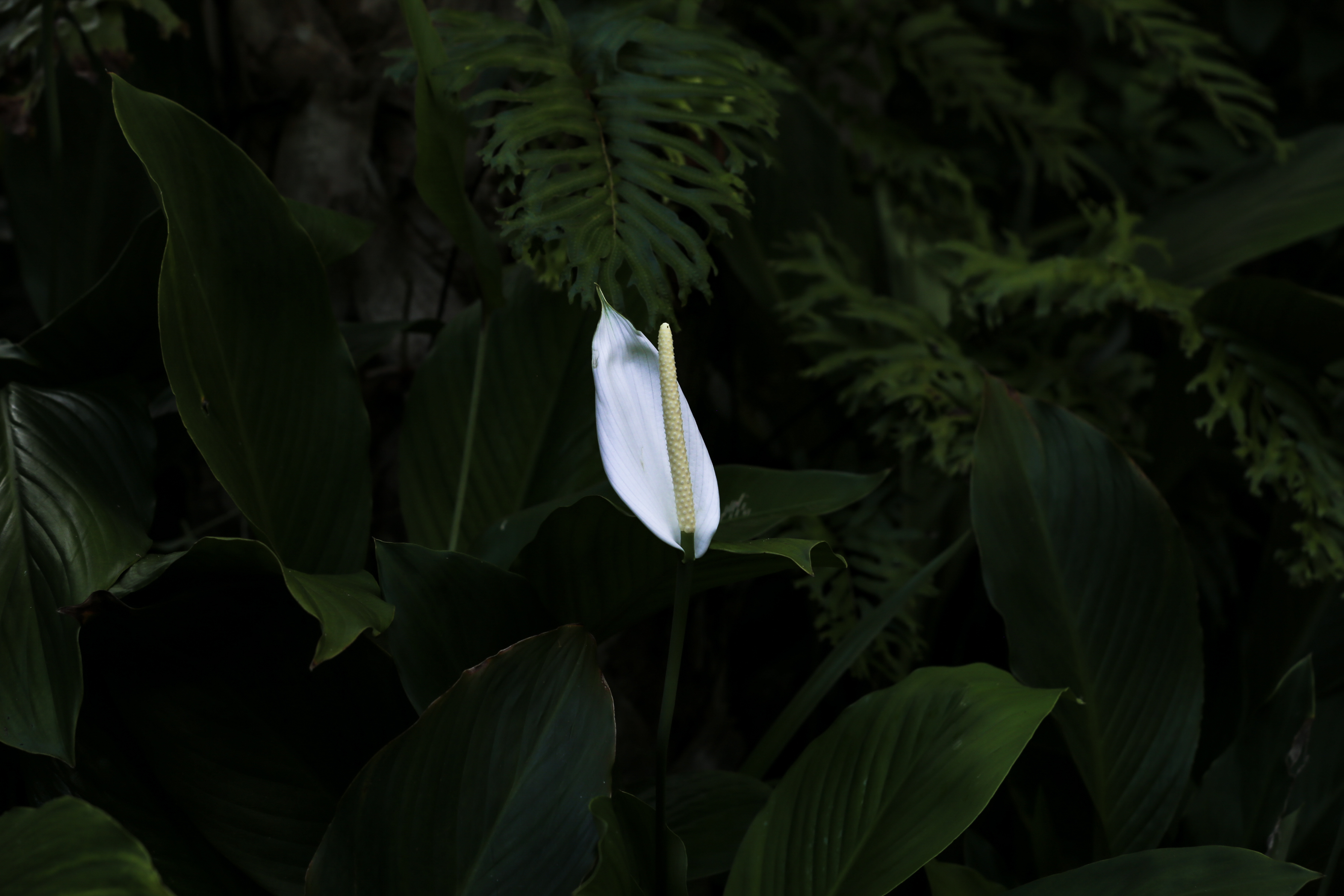 Peace Lily Plant